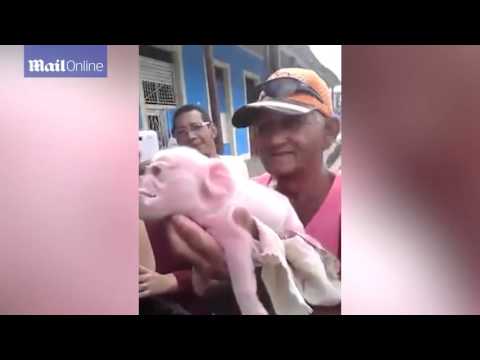 شاهد ولادة خنزير بوجه قرد في كوبا