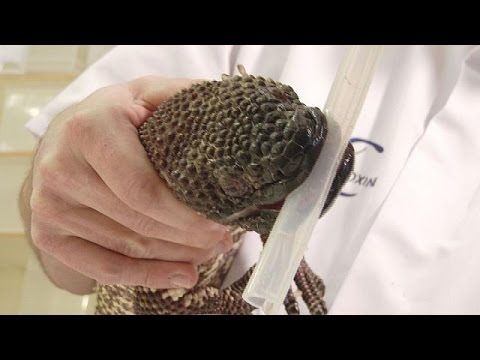 شاهد سم الأفعى دواء جديد لمرض السكري