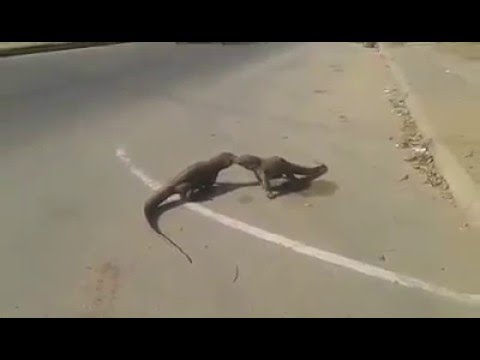 شاهد معركة طاحنة بين سحليتين وسط شارع مزدحم