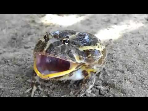 شاهد ضفدع يصرخ فى وجه رجل حاول الإمساك به