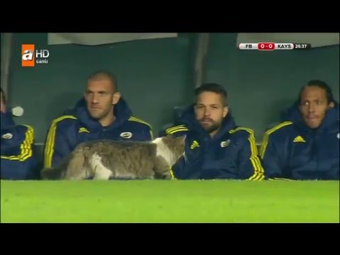 قطة تسبب فى ضحك بدلاء فنربخشة بكأس تركيا