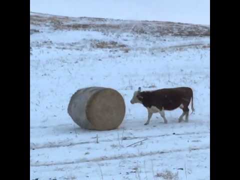 لقطات طريفة لأبقار تدفع كومة ضخمة من القش أسفل تل