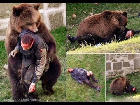 بالفيديو لقطات مرعبة لدب يأكل مدربه حيا