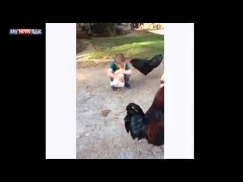 بالفيديو طفل يتسبب في غيرة «ديك»