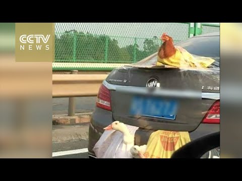 يربط دجاجة وبطتين على شنطة سيارته ويسافر بهم