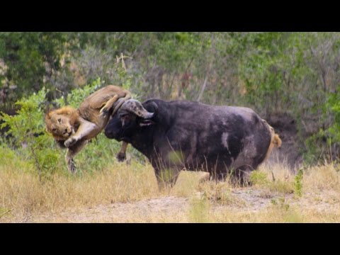 جاموسة تردع أسدين بتفجير إطار سيارة