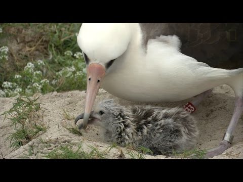 أقدم طائر فى العالم يفقس كتكوت مع بلوغه 65 عاما