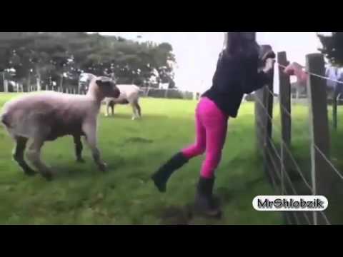 فيديو حيوانات تقوم بحركات مدهشة و مضحكة