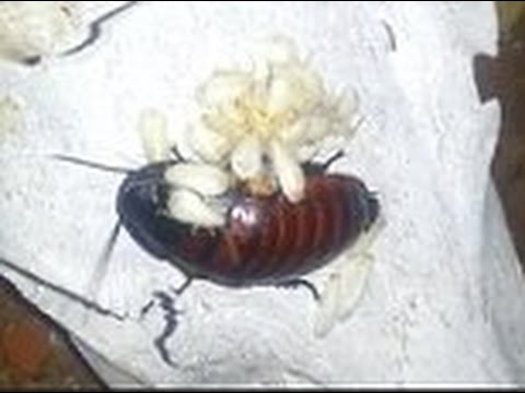 بالفيديو لقطات لـ«صرصار» مع صغاره حديثي الولادة