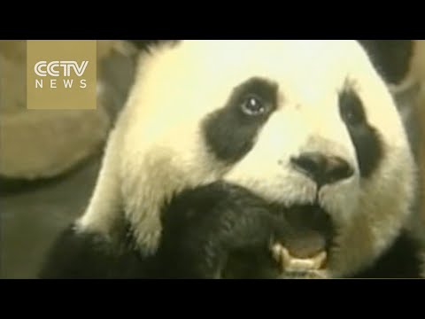 إجراء عملية تلقيح صناعى لباندا عملاقة ترفض الزواج