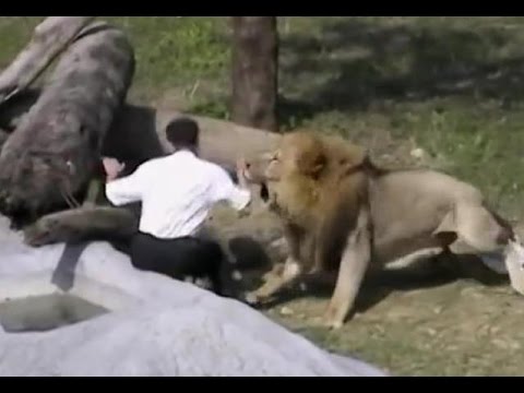 رجل يصارع أسدين وحده