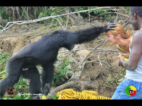 شاهد غوريلا إفريقية ترحب بالسائحين بالأحضان