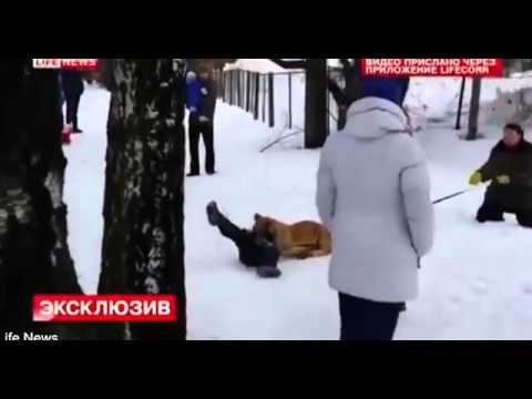 أسد يهاجم طفلًا في حديقة حيوان روسية