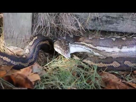 لقطات مروعة للحظة ابتلاع ثعبان لقطة حية