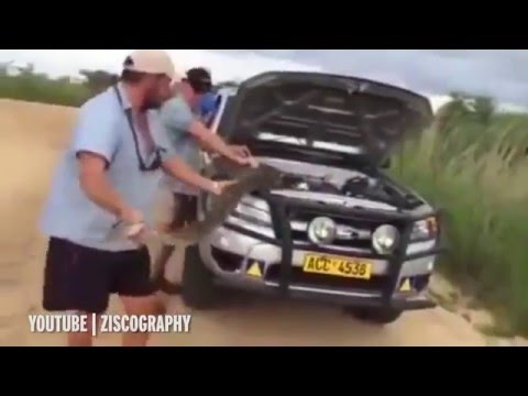 بالفيديو لحظة عثور رجل على ثعبان ضخم