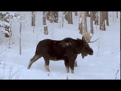 مقطع نادر لسقوط قرن حيوان “موظ” في أميركا