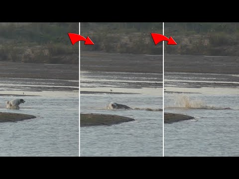 بالفيديو لقطات مروعة لتمساح يبتلع كلبًا