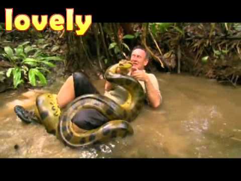 رجل يصارع ثعبان الأناكوندا الضخم في الماء في الغابة