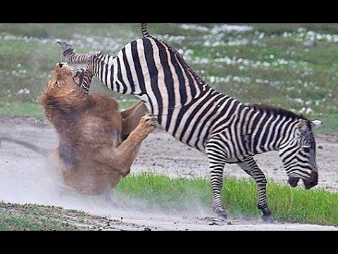 أقوى 9 معارك بين الحيوانات