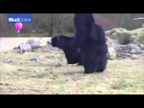 بالفيديو رد فعل الدببة عند مشاهدة بالون وردي