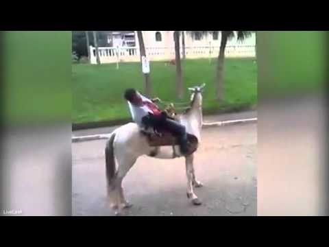 شاهد ماذا فعل حصان مع شاب مخمور حاول ركوبه