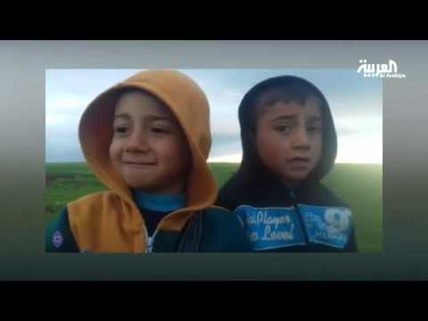 شاهد شجرة عمرها 400 عام في سويسرا