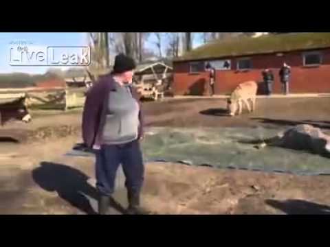 جنازة لحمار وزملاؤه يبكونه بـ « النهيق »