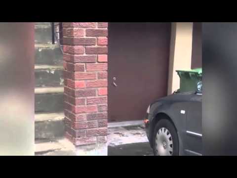 بالفيديو فأر يركض في دائرة أكثر من ساعتين