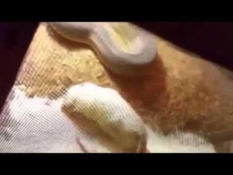 لقطات مروعة لثعبان يهاجم صاحبه بعد قتل ذبابة