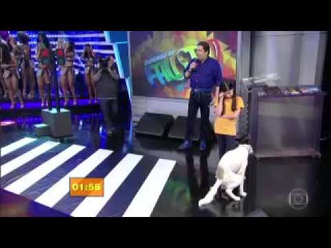 كلب يقضي حاجته خلال بث تليفزيوني مباشر