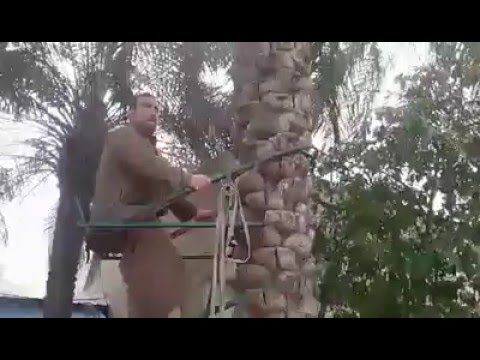 شاهد أسهل طريقة لصعود نخلة