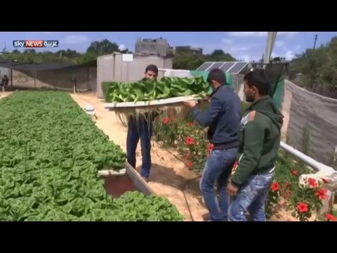 الزراعة المائية تجربة جديدة في غزة