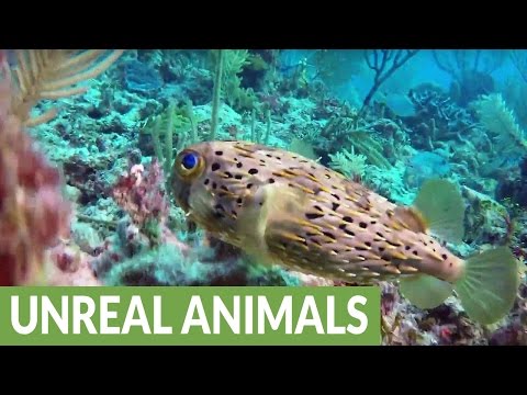 شاهد سمكة جميلة قادرة على قتل 30 رجل دفعة واحدة