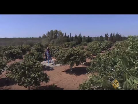 موسم جني زهر البرتقال وتقطيره في تونس