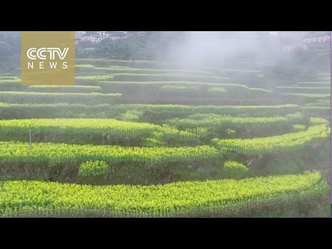 تصوير جوي يبرز جمال مدرجات زهور الزيت