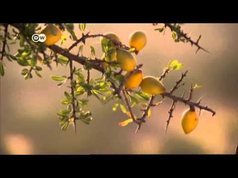 شاهد زيت الأورغان سائل المغرب الذهبي