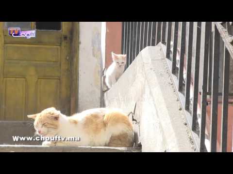 بالفيديو شاهد أين كانت تسكن الألمانيةماريلينز مربية الكلاب فكازا