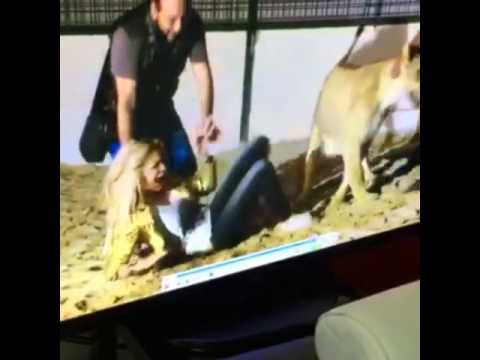 بالفيديو أسد ينقضّ على فنانة لبنانية شهيرة