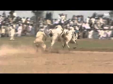 شاهد انطلاق سباق الثيران في باكستان