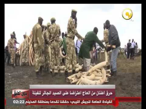 فيديو حرق أطنان من العاج اعتراضا على الصيد الجائر للفيلة