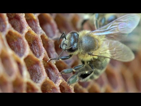 علاقة الإنسان بالنحل بدأت منذ 9000 عامًا