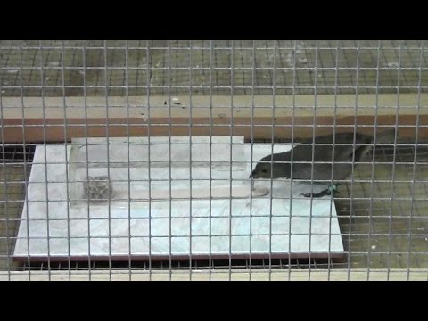 عصافير المدن أذكى من الأرياف