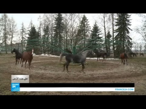 بالفيديو موطن الخيول العربية الأصيلة في بولندا